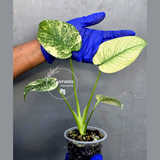 Variegated Monstera Deliciosa Mint - Rare Mint Monstera - (June-23-26)