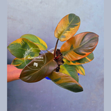 Variegated Black Cardinal Philodendron – Rare Collector Plant (June-22-51)