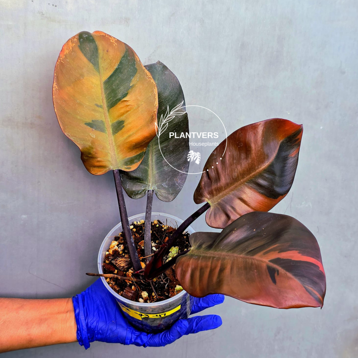 Variegated Black Cardinal Philodendron – Rare Collector Plant (June-23-47)