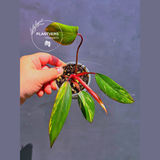 Variegated Philodendron Strawberry Shake - Live Exact Plant - (May-29-70)