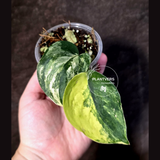 Scindapsus Jade Satin Variegated - Yellow Variegation - (June-21-70)