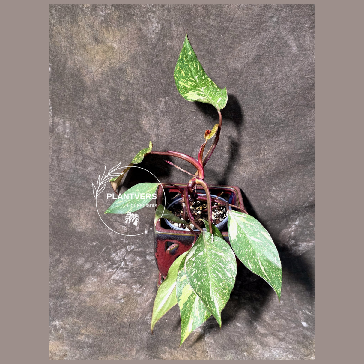 Variegated Philodendron Orange Princess - Rare Exact Plant (June-25-01)