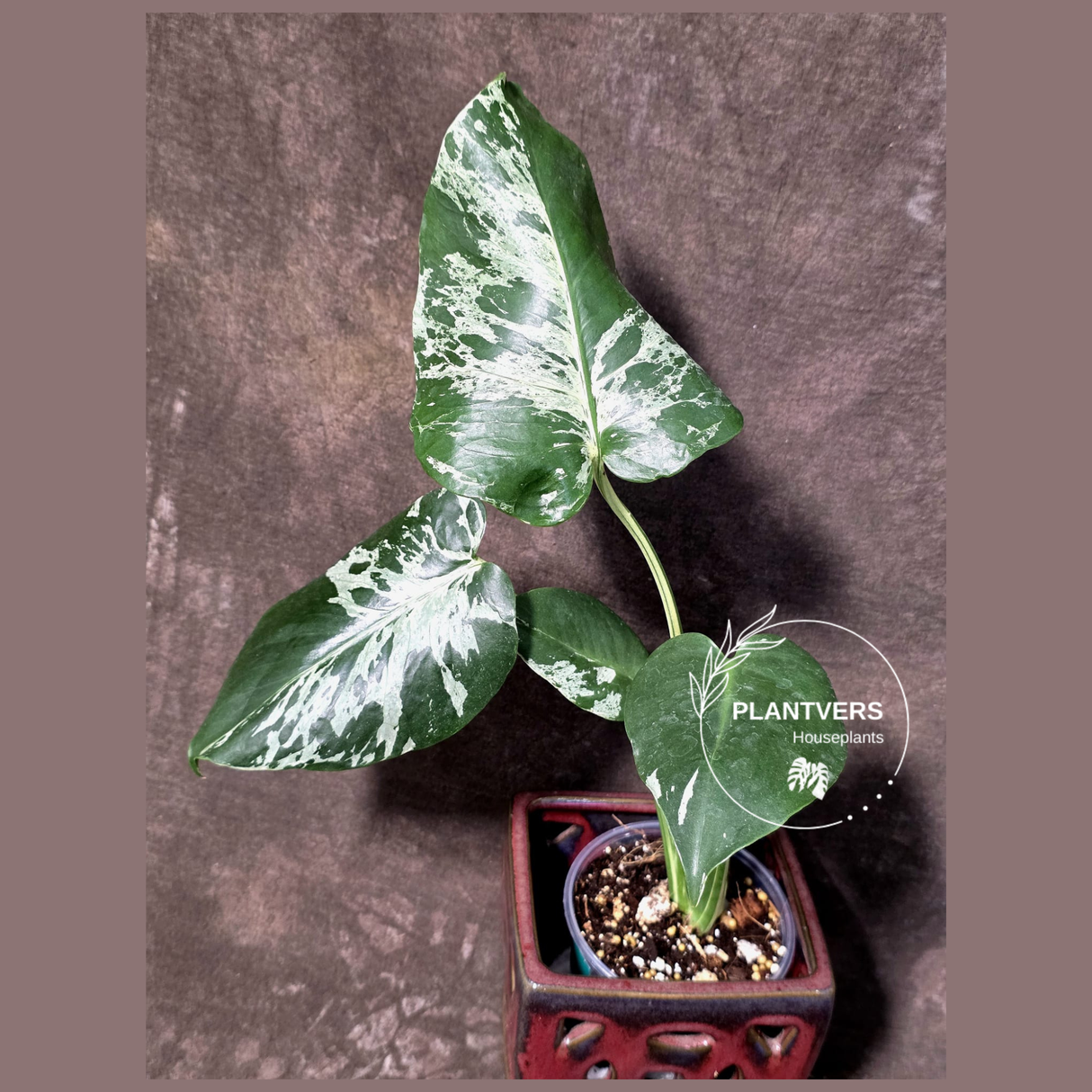 Rare Monstera Bulbasaur Variegated Plant - Mint Variegation - Exact Plant (June-25-02)
