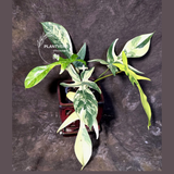 Variegated Philodendron Florida Beauty - Rare Collector Plant - (June-25-04)