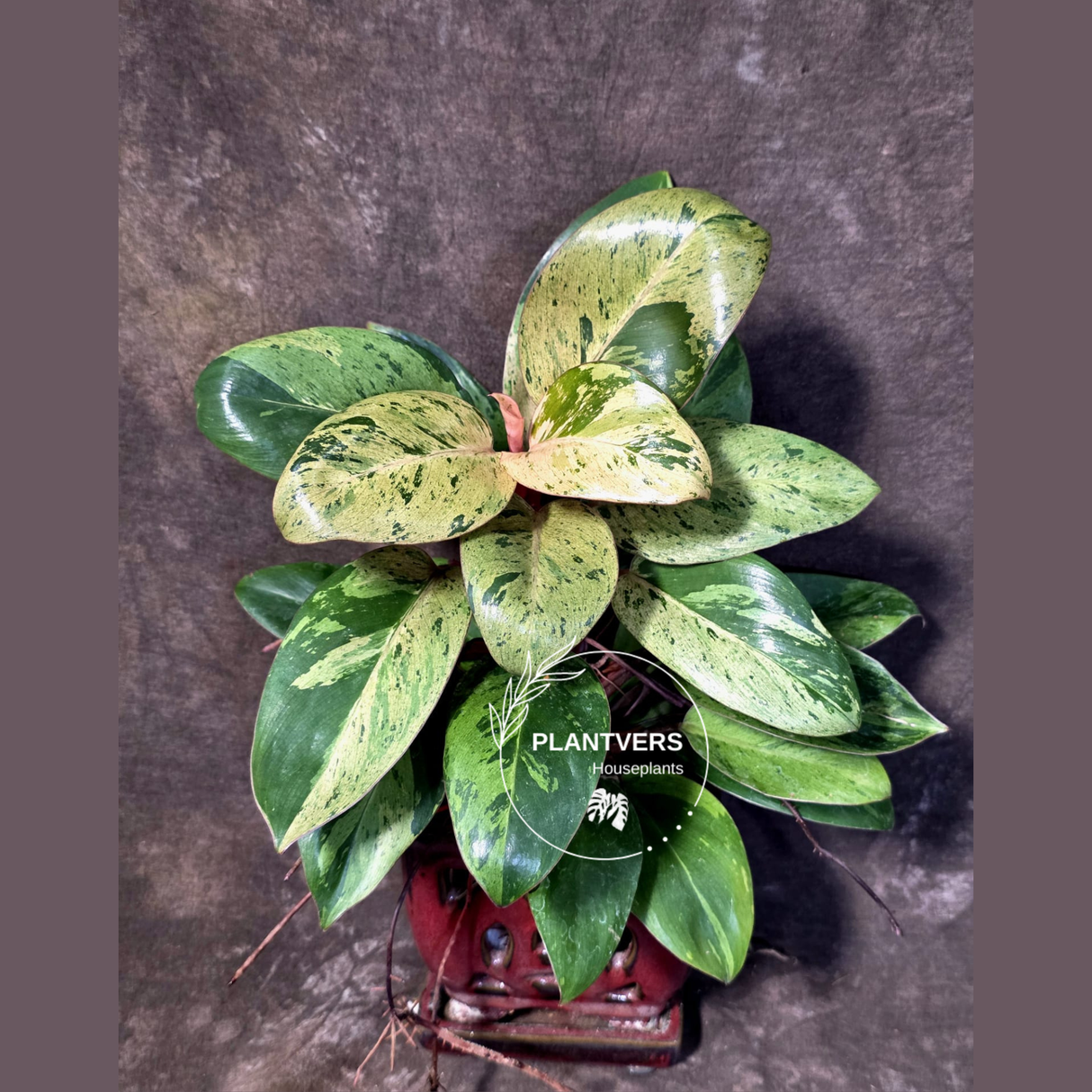 Philodendron Red Congo - Dwarf Red Congo Indoor Outdoor Plants (June-25-07)