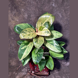 Philodendron Red Congo - Dwarf Red Congo Indoor Outdoor Plants (June-25-07)