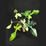 Variegated Philodendron Florida Beauty x Mayoi - (Oct-1-4)