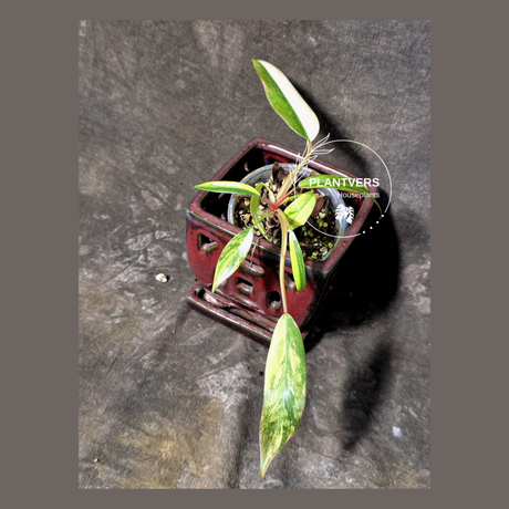Variegated Philodendron Strawberry Shake Live Plant - (June-25-09)