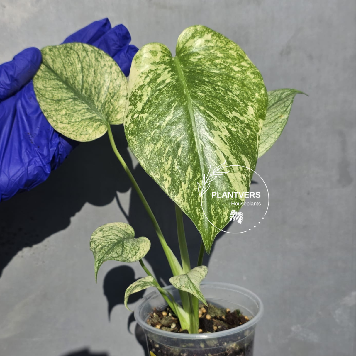 Variegated Monstera Deliciosa Mint - Rare Mint Monstera - (June-23-03)
