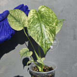 Variegated Monstera Deliciosa Mint - Rare Mint Monstera - (June-23-03)