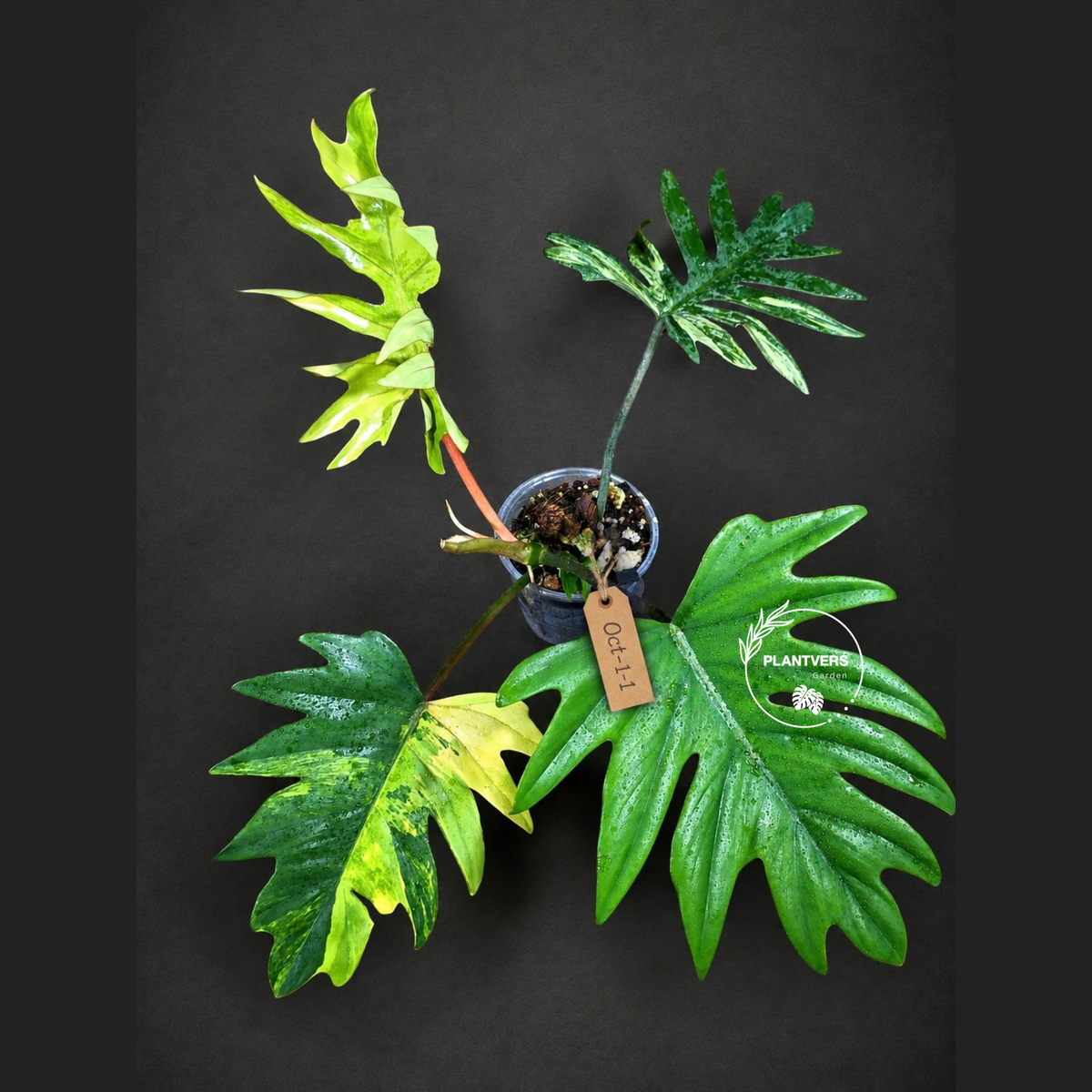 Variegated Philodendron Mayoi - Rare Variegated Fern Leaf (Oct-1-1)