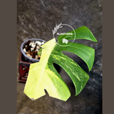 Monstera Aurea Variegated Borsigiana - Exact Plant - (July-14-33)