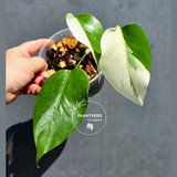 Variegated Monstera Albo - White Monstera Borsigiana Baby Leaf - (May-29-83)