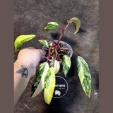 Variegated Philodendron Strawberry Shake Live Plant - (July-14-37)