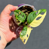 Variegated Monstera Adansonii Albo - Swiss Cheese Plant - (May-29-87)