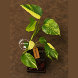 Monstera Aurea Variegated Borsigiana - Exact Plant - (July-14-24)