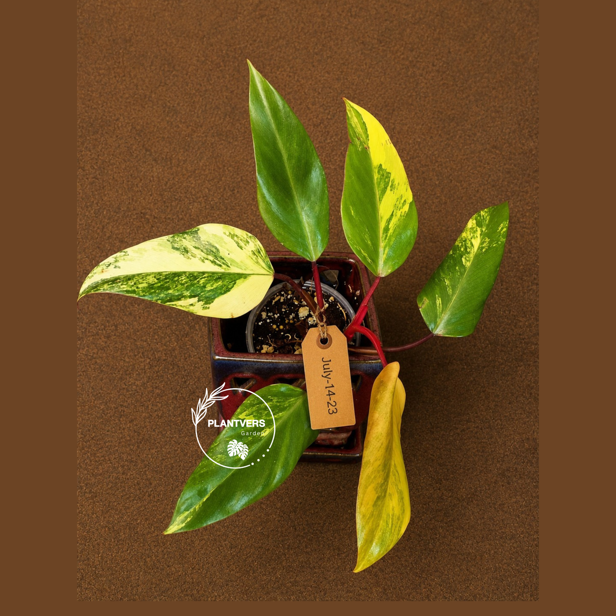 Variegated Philodendron Strawberry Shake Live Plant - (July-14-23)