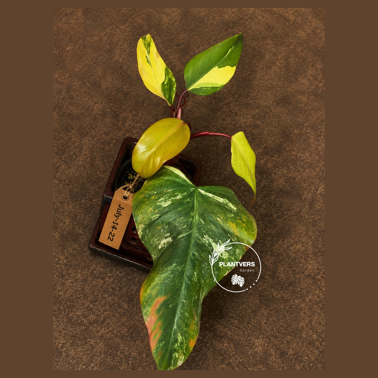 Variegated Philodendron Strawberry Shake Live Plant - (July-14-22)