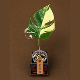Monstera Aurea Variegated Borsigiana - Exact Plant - (July-14-26)