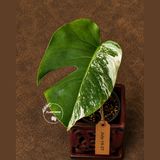 Variegated Monstera Albo - White Monstera - US Seller (July-14-27)