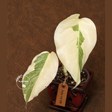 Variegated Monstera Albo - White Monstera - US Seller (July-14-29)