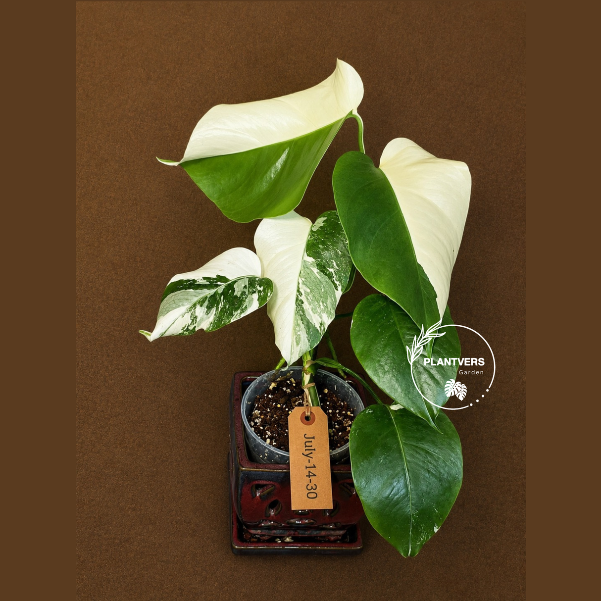 Variegated Monstera Albo - White Monstera - US Seller (July-14-30)