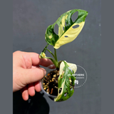 Variegated Monstera Adansonii Albo - Swiss Cheese Plant - (May-29-86)