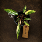 Variegated Philodendron Strawberry Shake - EXACT Plant - (July-24-03)