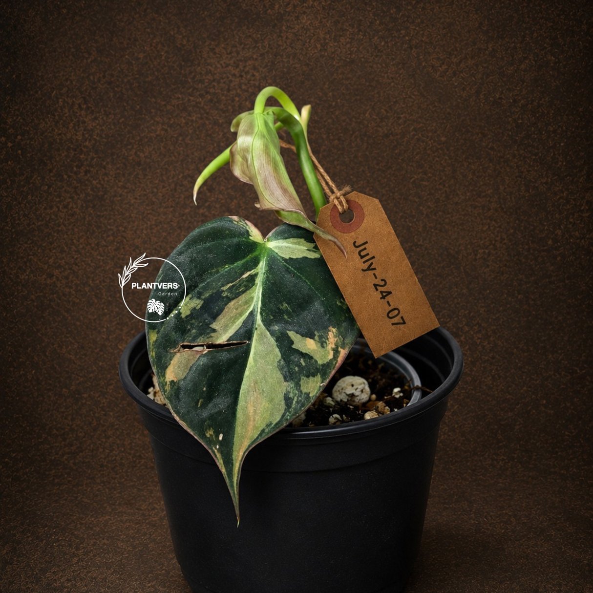 Variegated Philodendron Mican Aurea - Rare Exact Plant - (July-24-07)