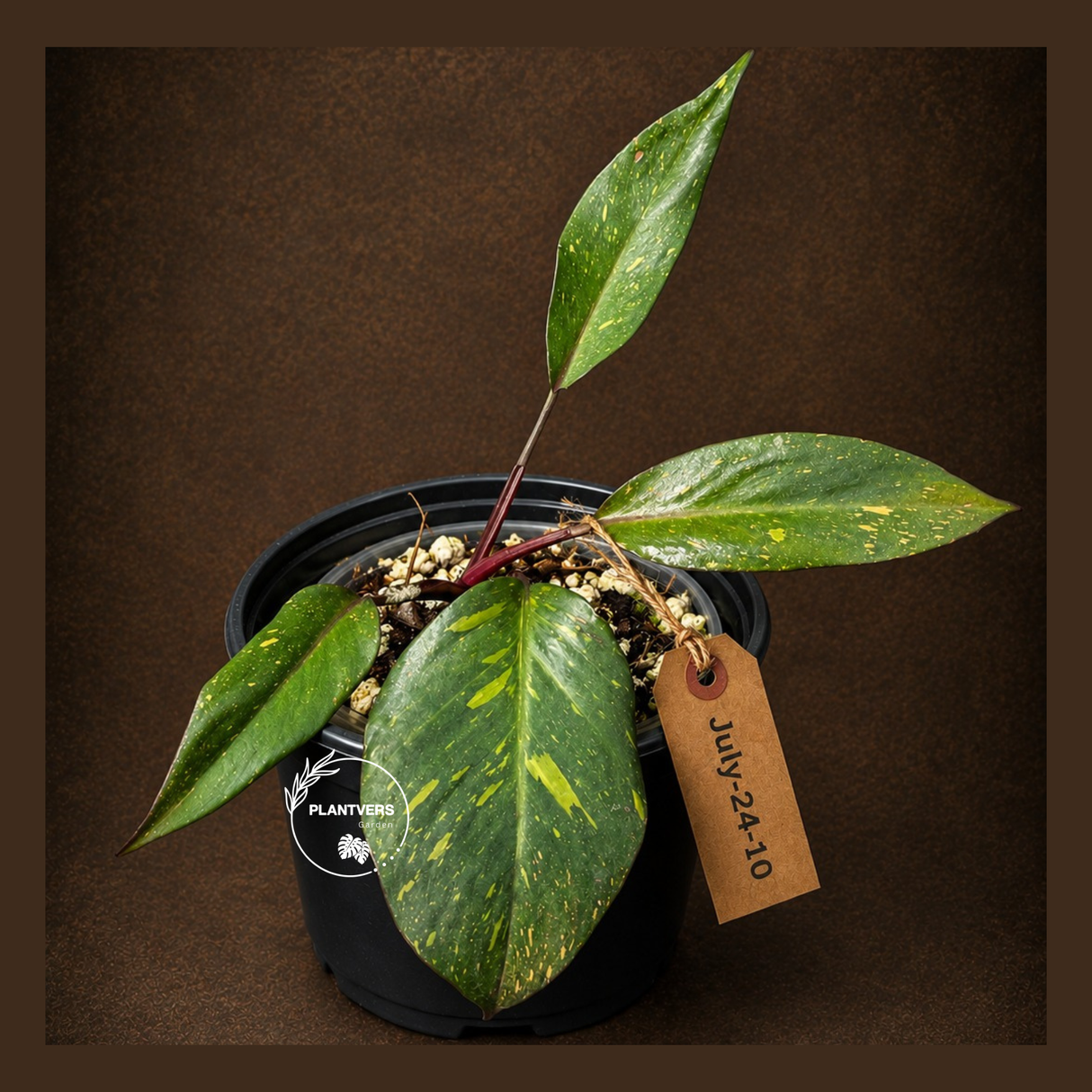 Philodendron Orange Princess - Rare Collector Plant (July-24-10)