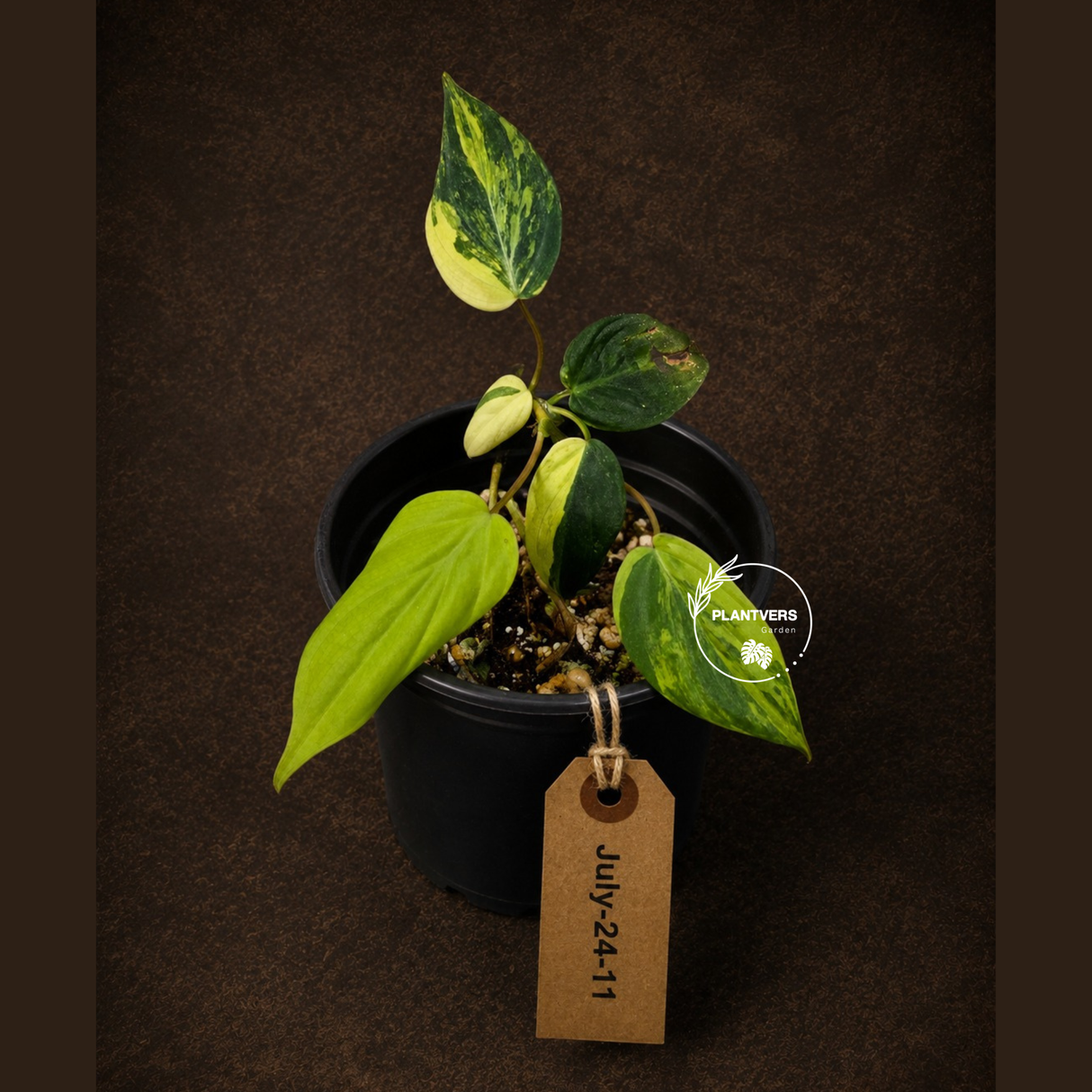 Variegated Philodendron Mican Aurea - Rare Exact Plant - (July-24-11)