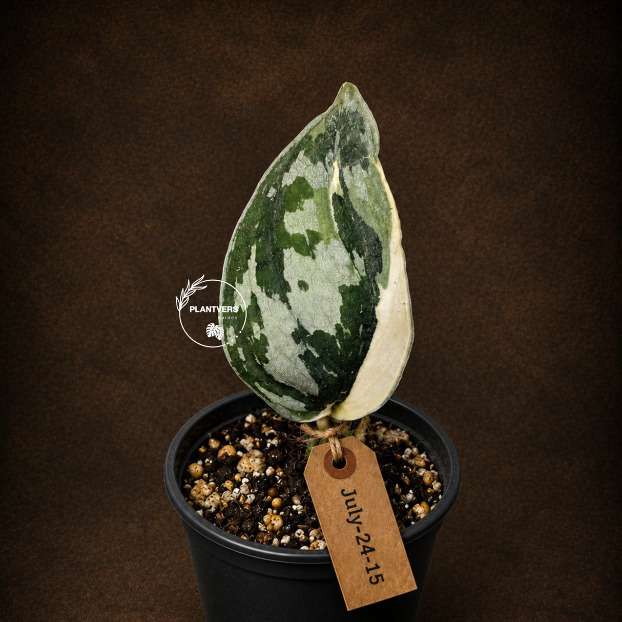 Variegated Scindapsus Mayari Plant - Collector Rare Exact Plant - (July-24-15)