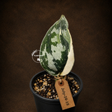 Variegated Scindapsus Mayari Plant - Collector Rare Exact Plant - (July-24-15)