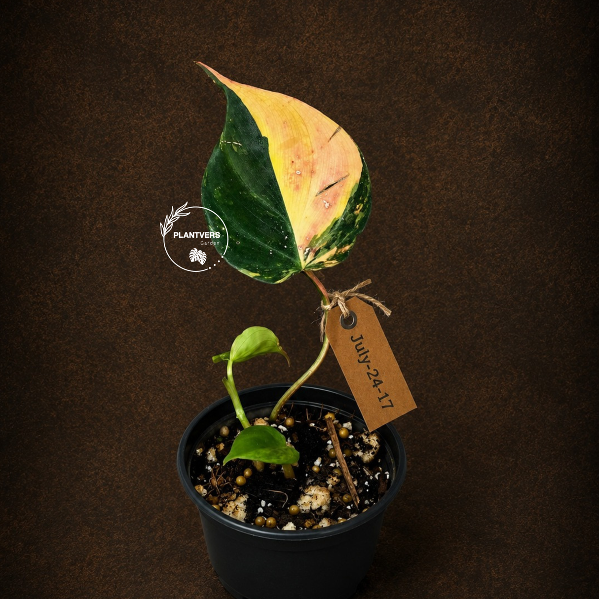 Variegated Philodendron Mican Aurea - Rare Exact Plant - (July-24-17)
