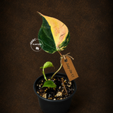 Variegated Philodendron Mican Aurea - Rare Exact Plant - (July-24-17)