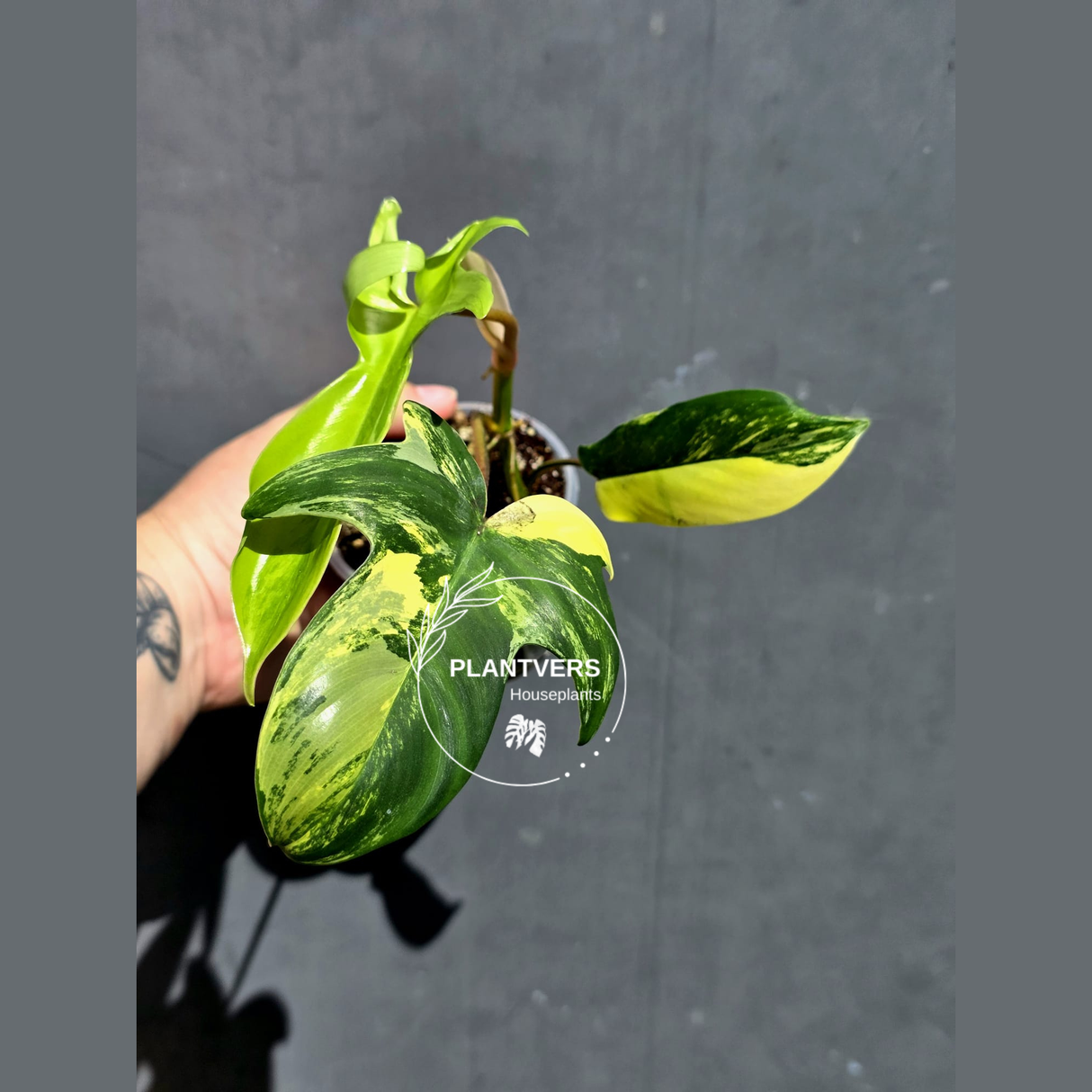 Variegated Philodendron Florida Beauty – Exact Plant –  (May-29-90)