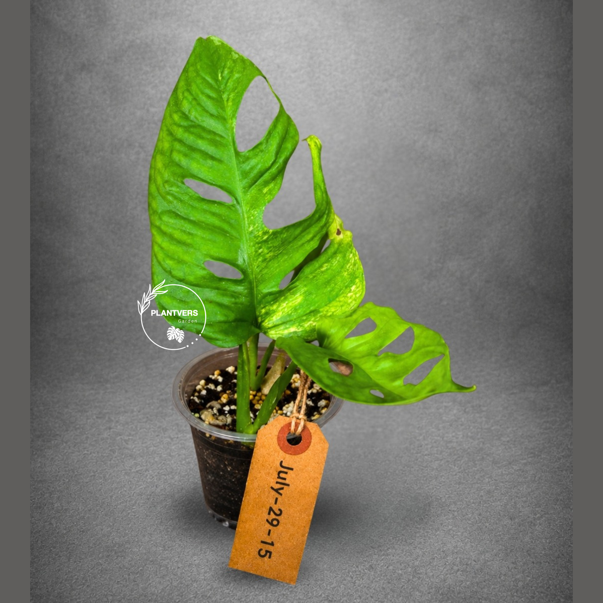 Monstera Adansonii Aurea Variegated - Swiss Cheese Premium (July-29-15)