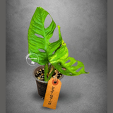 Monstera Adansonii Aurea Variegated - Swiss Cheese Premium (July-29-15)