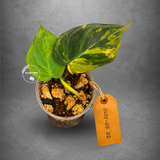 Variegated Philodendron Mican Aurea - (July-29-22)