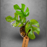 Variegated Rhaphidophora Tetrasperma Migma - (July-29-17)