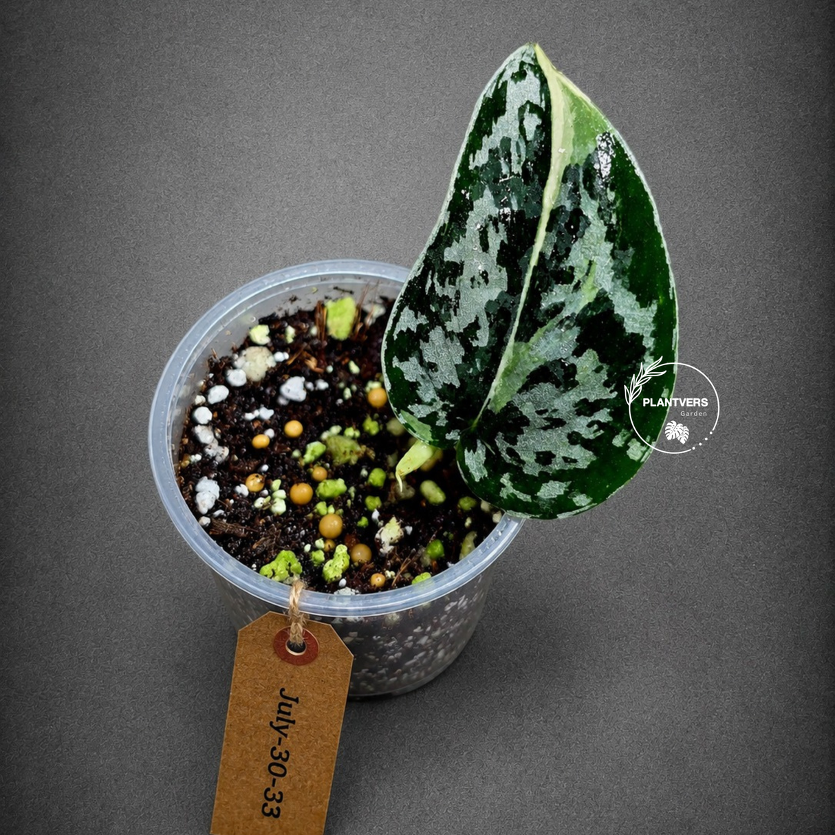 Variegated Scindapsus Mayari Plant - (July-30-33)