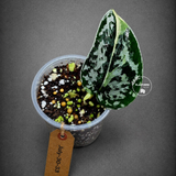 Variegated Scindapsus Mayari Plant - (July-30-33)