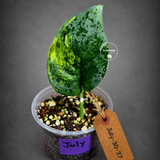 Scindapsus Jade Satin Variegated - Yellow Variegation - (July-30-37)