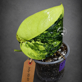 Scindapsus Jade Satin Variegated - Yellow Variegation - (July-30-41)