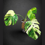 Monstera Borsigiana Aurea Variegated (Oct-1-13)