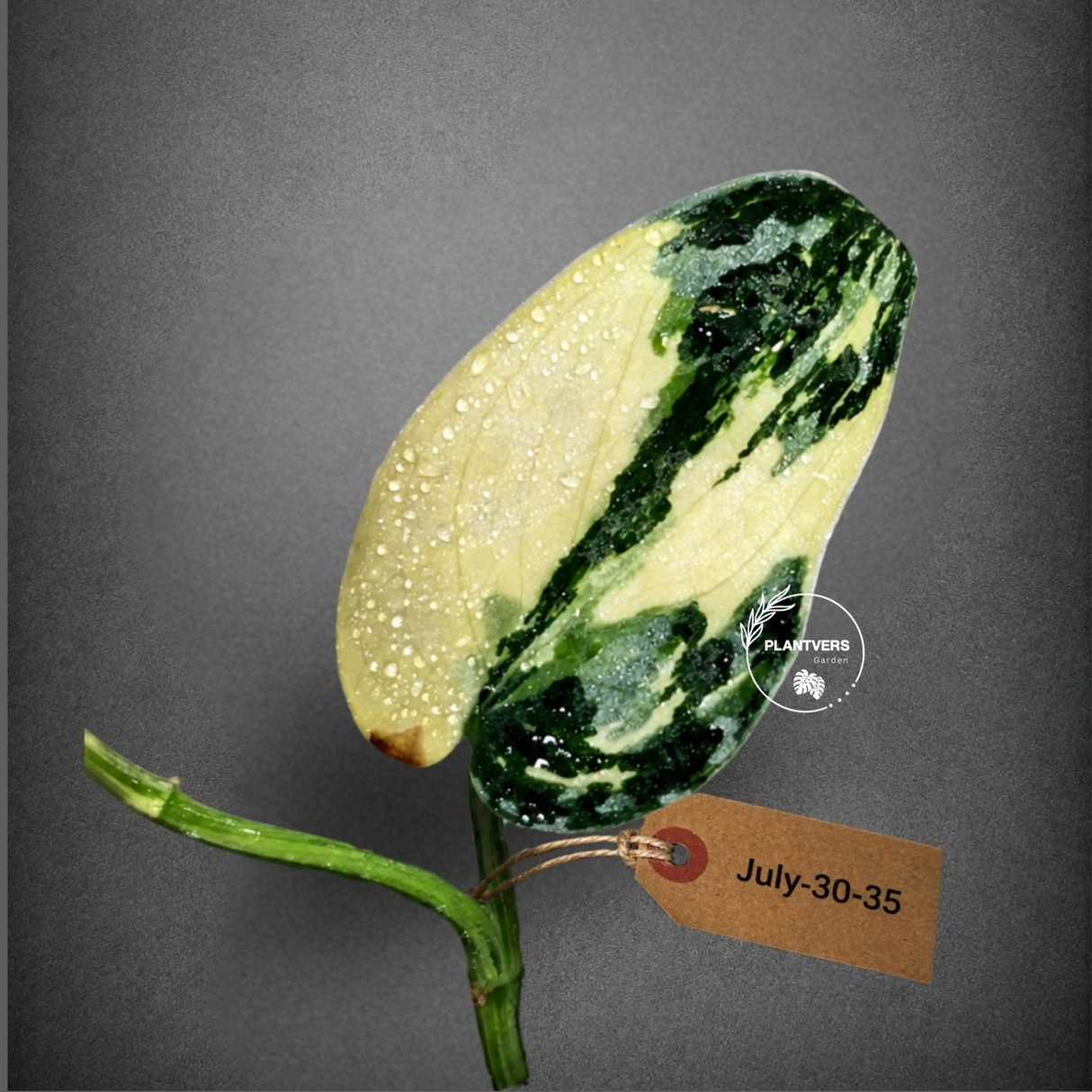 Variegated Scindapsus Mayari Plant - (July-30-35)