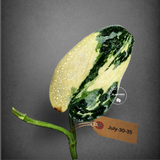 Variegated Scindapsus Mayari Plant - (July-30-35)