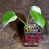 Variegated Monstera Albo - White Monstera Borsigiana Baby Leaf - (June-01-08)