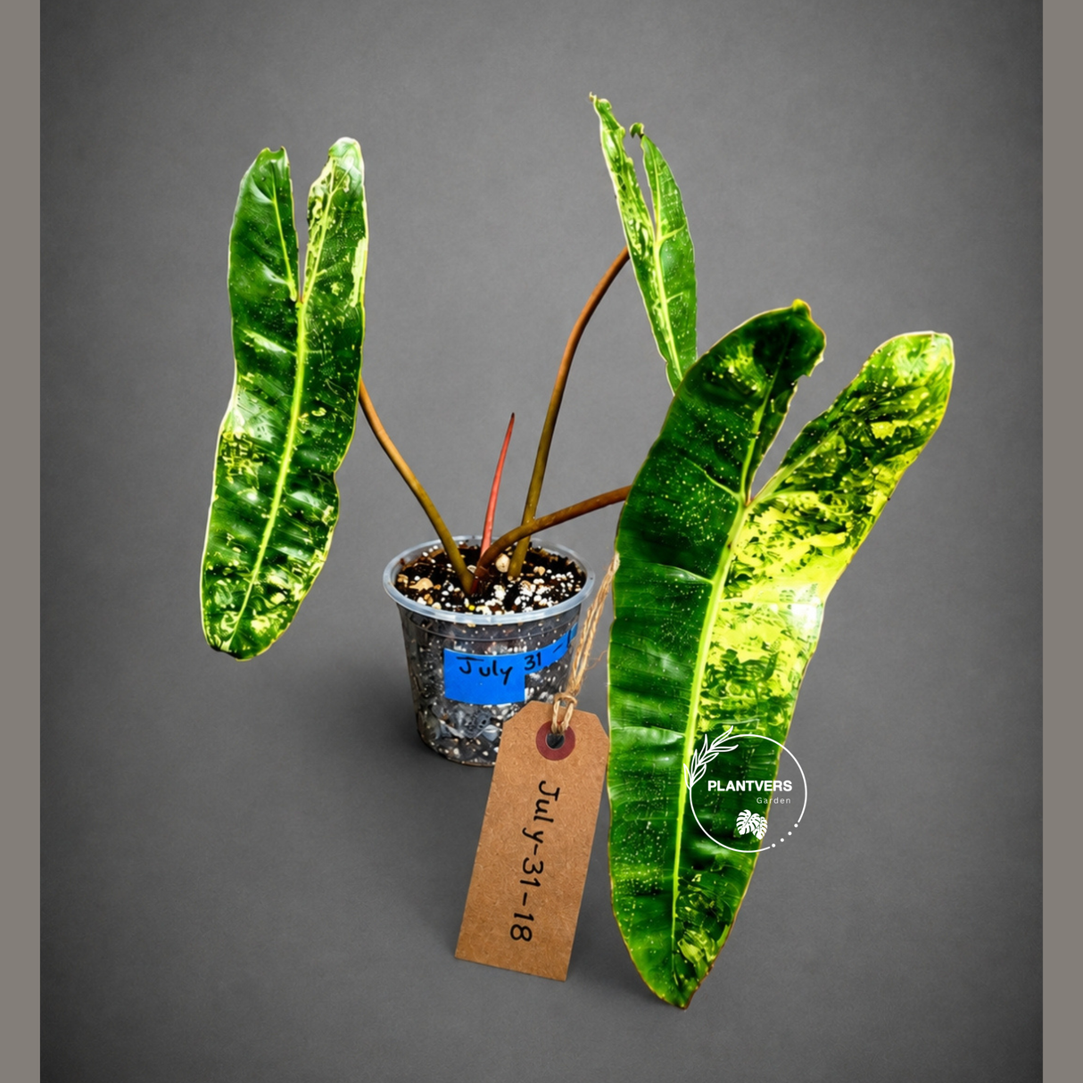 Super Rare Billietiae Variegated - Philodendron Variegated Billietiae Pot - (July-31-18)