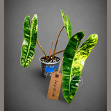 Super Rare Billietiae Variegated - Philodendron Variegated Billietiae Pot - (July-31-18)